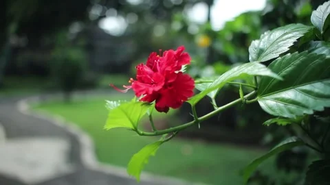 Red Flower Stock Footage 310997500