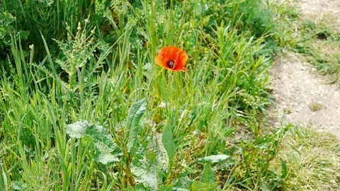 Red flower Stock Footage 313528518