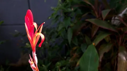 Red Flower Stock Footage 329907873