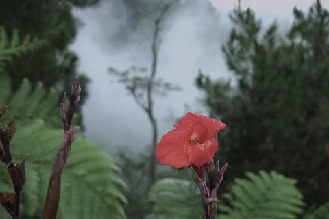 A red flower is in the foreground of a forest Stock Photos