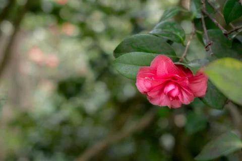 Red flower at forest tree on tree branch Stock Photos