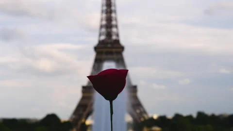 Red flower in front of defocused Eiffel Tower, Paris, France Stock Footage 240840860