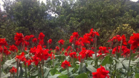 Red flower in a garden Stock Footage 35357744