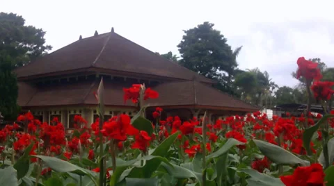 Red flower in a garden Stock Footage 35359992
