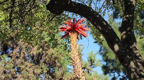 Red Flower in garden Stock Footage 53203379