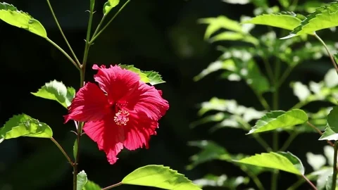 Red flower in the garden Stock Footage 82065075