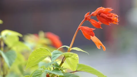 Red flower in the garden Stock Footage 97462199