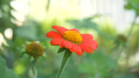 Red flower in the garden Stock Footage 132677555