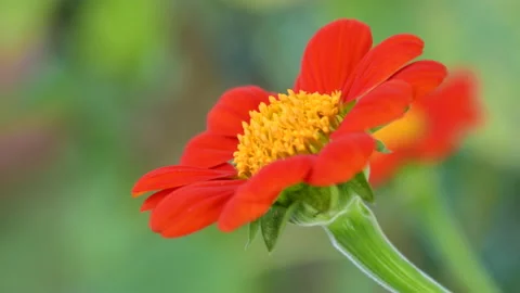 Red flower in the garden Vídeo Stock 135370956