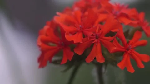 Red flower in the garden 스톡 동영상 151089140