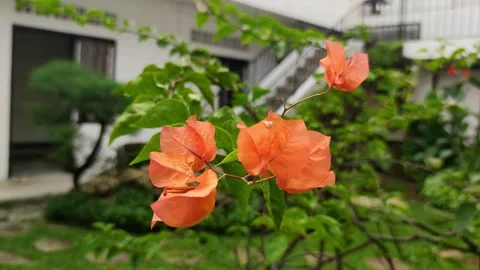 Red flower in the garden Stock Footage 196779512