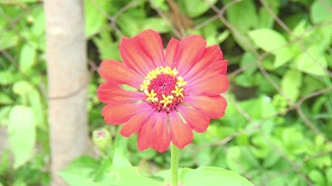 Red flower in the garden Stock Footage 255020065