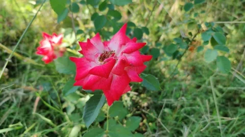 Red flower in garden Stock Footage 272603778
