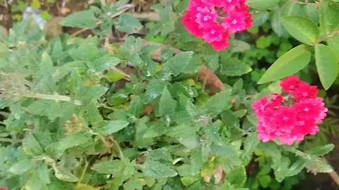 Red flower in the garden Stock Footage 303764907