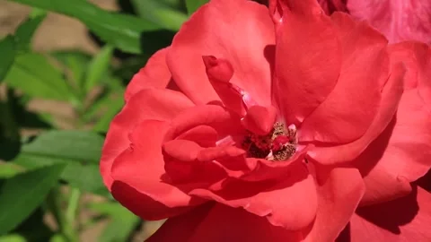 Red flower in the garden Vídeo Stock 310156577