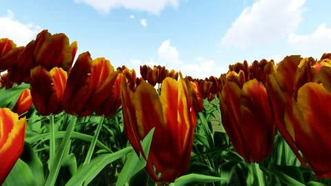 Red flower Garden Stock Footage 338300581