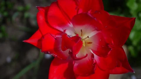 Red flower in garden in spring Stock Footage 191003163