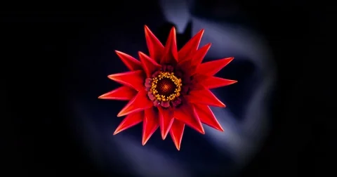 The red flower of the gazania opens Stock Footage 75684667