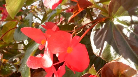 Red Flower Gently Blowing in the Breeze Stock Footage 46492783