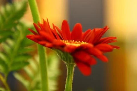 Red flower gerbera Stock Photos