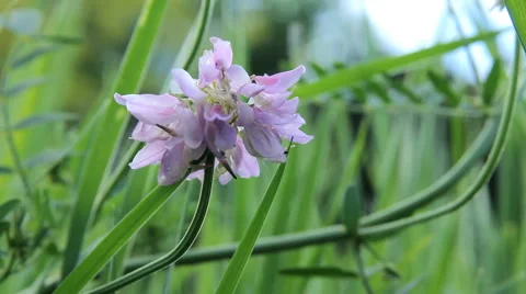 Red Flower Grass Stock Footage 64268665