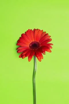 Red flower on green background. Beautiful gerbera Flower still life Stock Photos