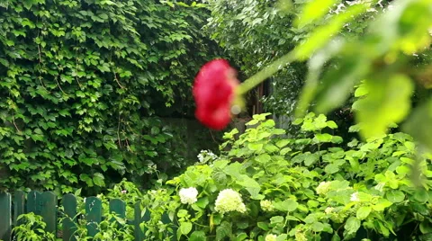 Red flower on a green background Stock Footage 47579891