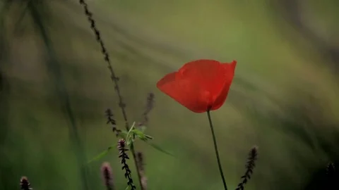 Red flower on a green background. Red poppy in a green field at the foot of the Stock Footage 80678162
