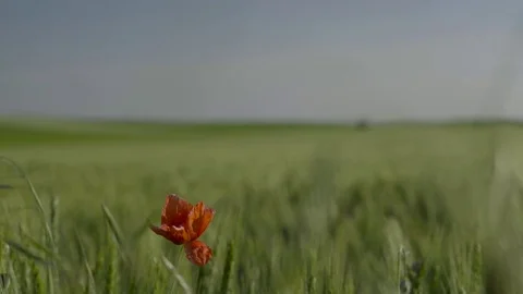 Red Flower in the Green Fields 4K Stock Footage 82162270