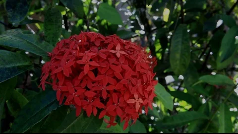 Red Flower On Green Stock Footage 104273153