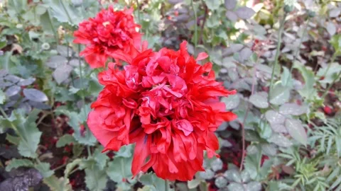 Red flower in green park Stock Footage 155348708