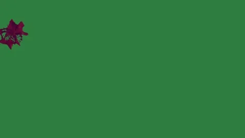 A red flower on green screen and with stain it lot of blood bunch flowers Видео 335067286