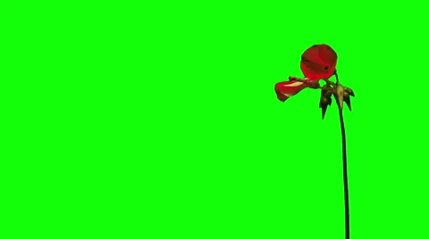 Red flower growing time lapse green screen Stock-Footage 47113365