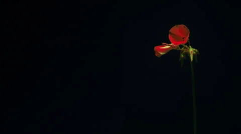 Red flower growing time lapse black background Stock-Footage 47113444