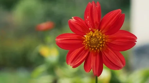 A red flower grows on a flowerbed Stock Footage 80047607