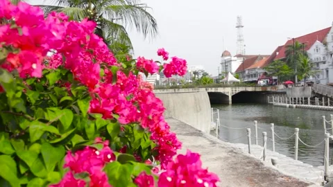 A red flower that grows on the riverbank Stock Footage 244704577