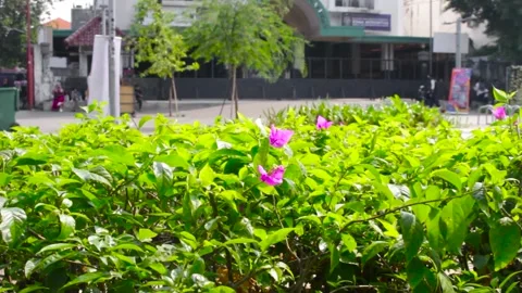 A red flower that grows on the side of the road Stock Footage 244700648