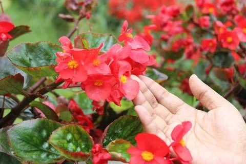 Red flower with hand 写真素材