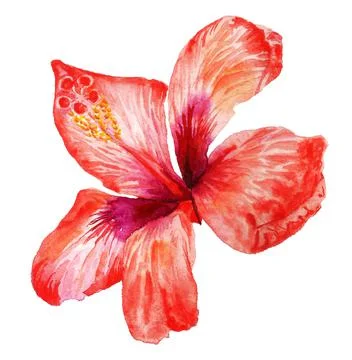 Red flower of hibiscus Stock Illustration