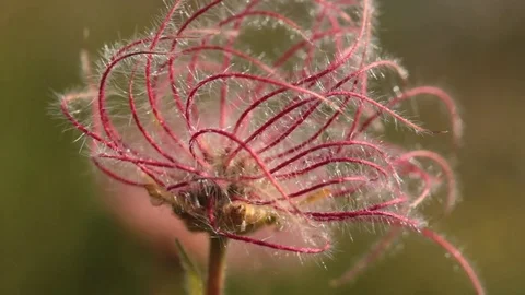 Red flower of the high mountains Stock Footage 80589361