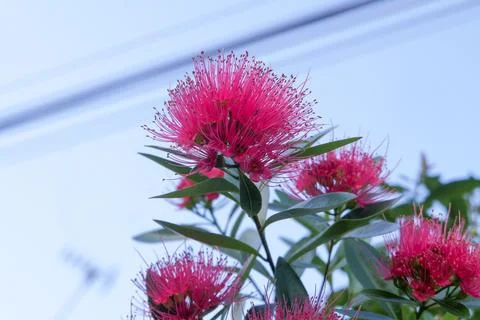 Red flower at high tree Stock Photos