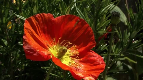 Red Flower in Hobbiton Stock Footage 45303394