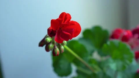 Red flower in the house Stock Footage 131432255