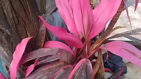 Red flower in the house Infront Stock Footage 304097984