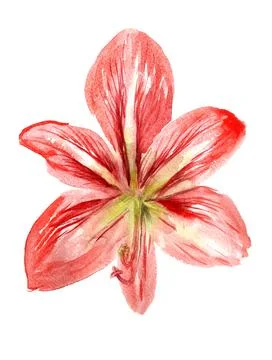 Red flower Stock Illustration