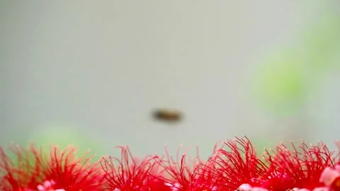 Red flower of india oak falling on concrete floor and blue bee flying, focu.. Stock Footage 271341743
