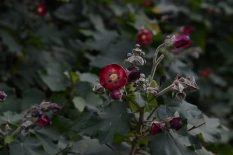 Red flower Interesting texture Foto stock