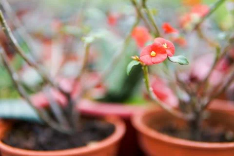 Red flower with isolated background - image Stock-Fotos