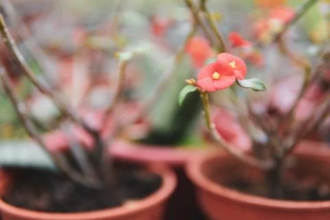 Red flower with isolated background - image Stock Photos