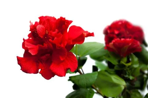 Red flower isolated Stock Photos